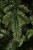 Искусственная ель «Нормандия стройная» 185 см темно-зеленая, Triumph Tree