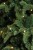 Искусственная елка «Нормандия стройная» 185 см 184 лампы темно-зеленая, Triumph Tree