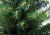Искусственная елка Ели PENERI Ель Аляска 210 см зеленая