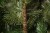 Искусственная елка Балканская 185см зеленая, Black Box 74355
